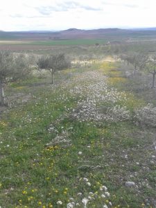 Flores en el Olivar - Noticias Ecológicos Aranda