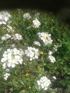 Flores en el Olivar 3 - Noticias Ecológicos Aranda
