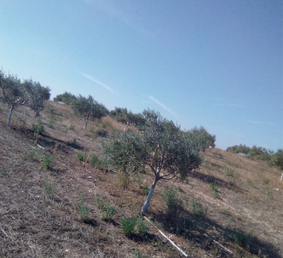 Cabecera Preparación del olivar para la recogida - Noticias Ecológicos Aranda