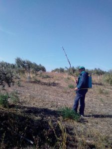 Foto 6 Preparación del olivar para la recogida - Noticias Ecológicos Aranda