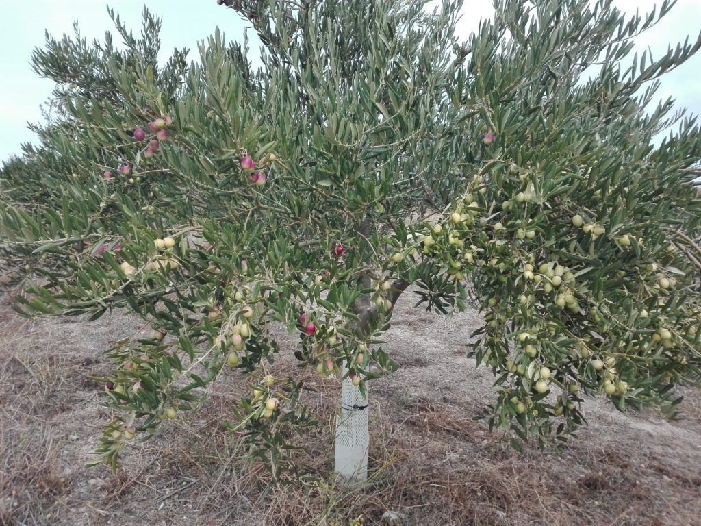 Foto Recogida Oliva 2018 2- Noticias Ecológicos Aranda