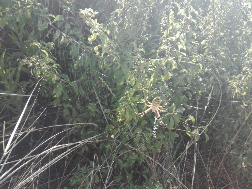 Araña en la recogida de la oliva 2018 - Noticias Ecológicos Aranda