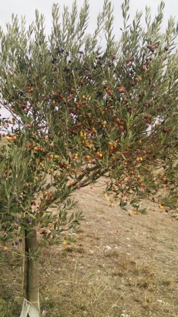 Foto Recogida Oliva 2018 3- Noticias Ecológicos Aranda